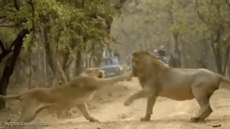 خلاف حاد بين لبؤة وأسد تنتهي بتلقي الأخير لصفعة دامية (فيديو)