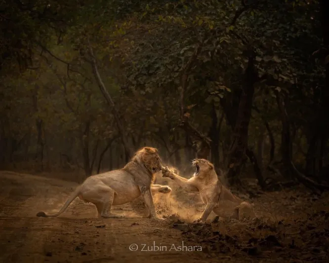 خلاف حاد بين لبؤة وأسد تنتهي بتلقي الأخير لصفعة دامية (فيديو)