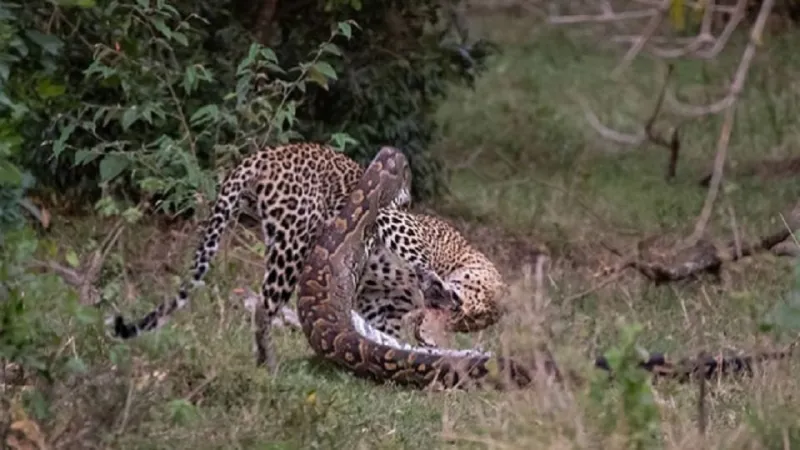 صراع الجبابرة بين فهد وثعبان ضخم ..والنهاية صادمة(فيديو)