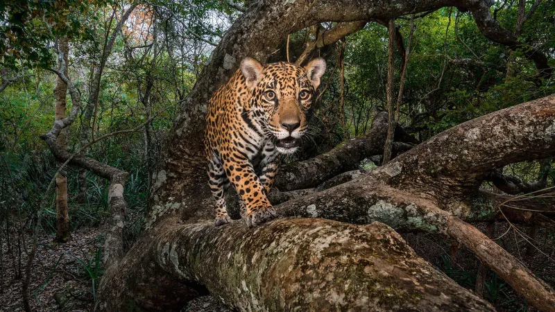 صراع الجبابرة بين فهد وثعبان ضخم ..والنهاية صادمة(فيديو)