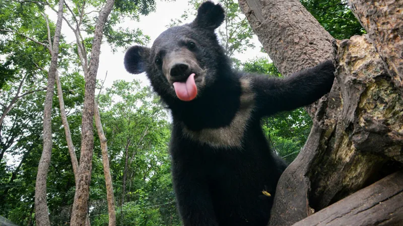 موجة الحر تدفع دب للاسترخاء داخل حمام سباحة (فيديو)