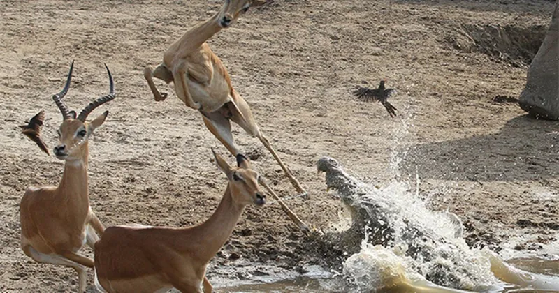 غزال ينجو بأعجوبة من فكي تمساحين (فيديو)