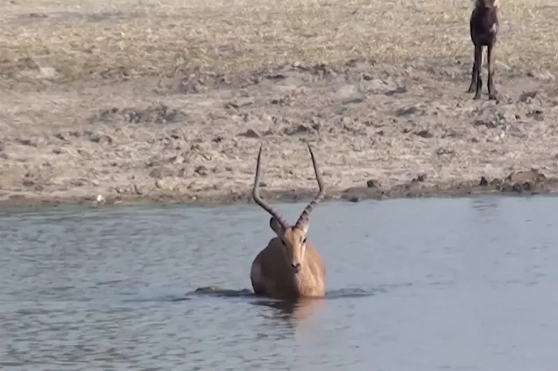 غزال ينجو بأعجوبة من فكي تمساحين (فيديو)
