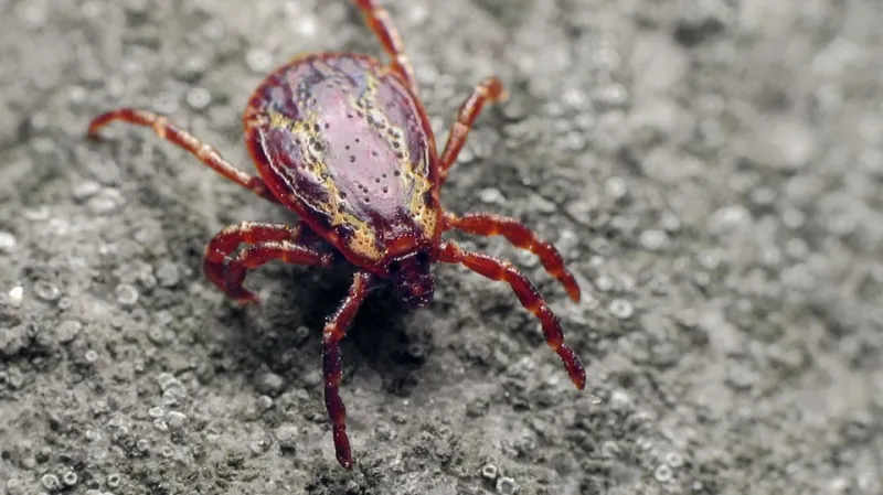 حشرة القراد تتسبب في وفاة 7 أشخاص في الصين بهذا المرض 