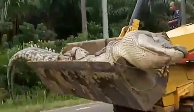 بوزن نصف طن.. تمساح مسكون بالأرواح يرعب قرية إندونيسية (فيديو)