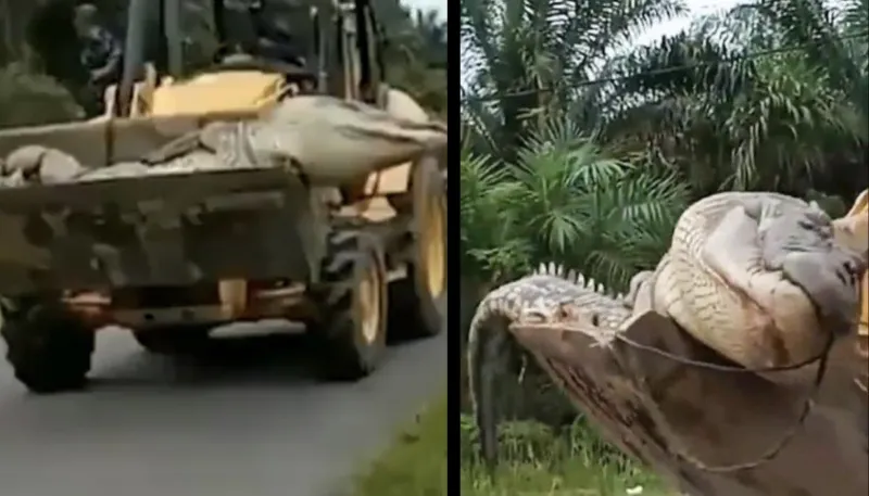 بوزن نصف طن.. تمساح مسكون بالأرواح يرعب قرية إندونيسية (فيديو)