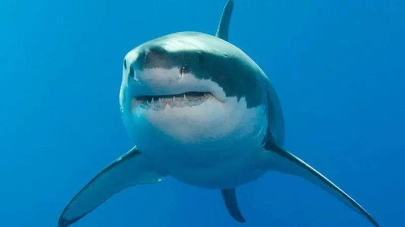  وفاء زوج..صارع قرشًاَ ضخمًا لإنقاذ زوجته من الموت (فيديو)