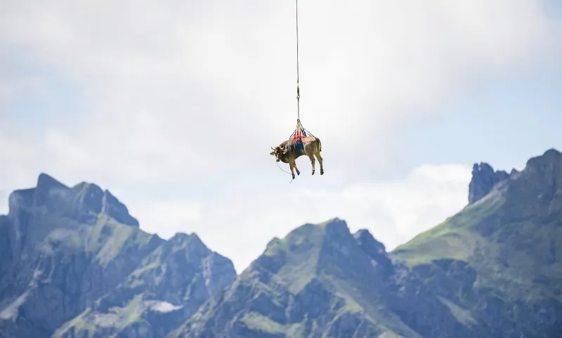 بقرة طائرة تحلق فوق جبال الألب !.. ما قصة الصورة الغريبة؟(فيديو)