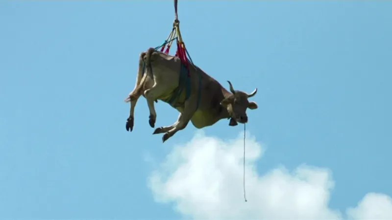 بقرة طائرة تحلق فوق جبال الألب !.. ما قصة الصورة الغريبة؟(فيديو)