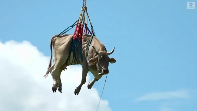 بقرة طائرة تحلق فوق جبال الألب !.. ما قصة الصورة الغريبة؟(فيديو)