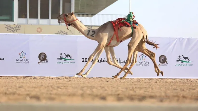 حماس المواطنين يُعيد سباقات الإبل في السعودية رغم كورونا «فيديو وصور»