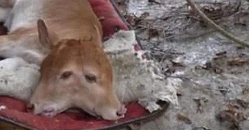 ولادة عجل برأسين وأذنين في الصين ..عبر أي فم سيتغذى؟ (فيديو)
