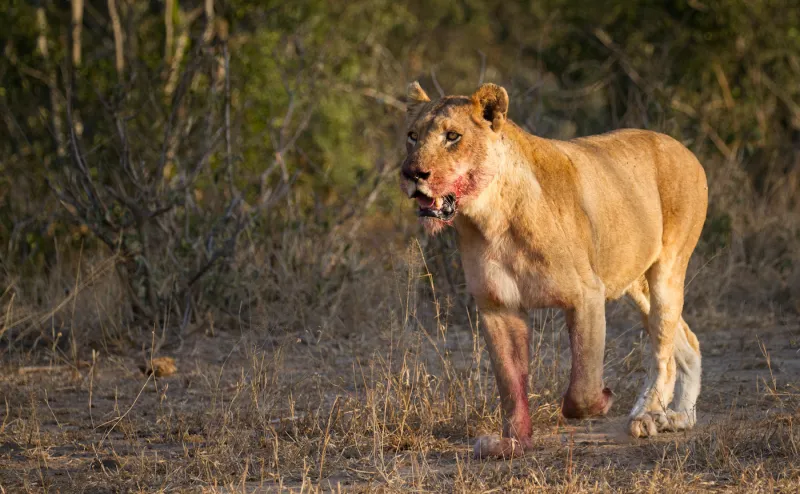 مشاهد صادمة.. لبؤة تقتنص فريسة 5 فهود وتفر هاربة! (فيديو)