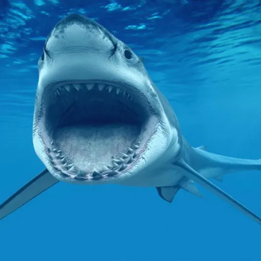 لقطات صادمة..سمكة قرش تتعلق بذراع رجل لنصف ساعة ! (فيديو)