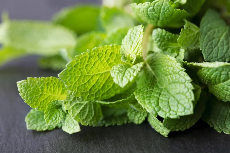 احذر ..أوراق النعناع تهدد خصوبتك