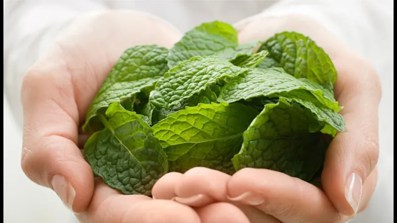 احذر ..أوراق النعناع تهدد خصوبتك