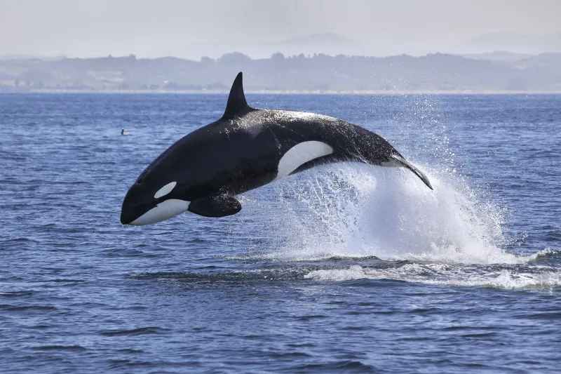 حطمت السفن وأصابت العشرات..حيتان قاتلة تشن هجوماً على الصيادين (فيديو)