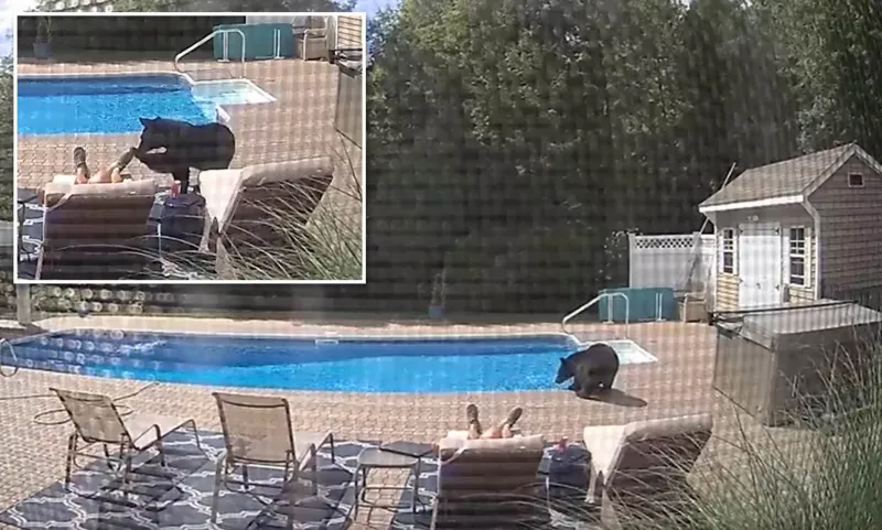  مفاجأة صادمة..استيقظ من نومه ليجد نفسه أمام دب ضخم !(فيديو)