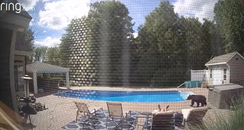  مفاجأة صادمة..استيقظ من نومه ليجد نفسه أمام دب ضخم !(فيديو)