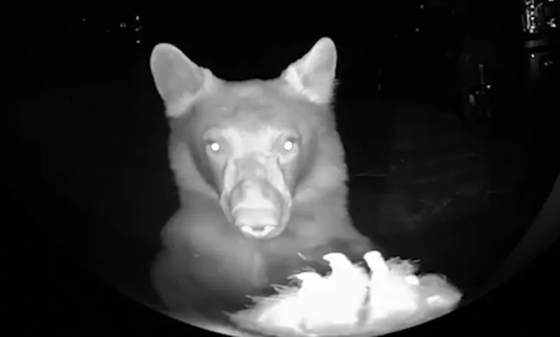  مفاجأة صادمة..استيقظ من نومه ليجد نفسه أمام دب ضخم !(فيديو)