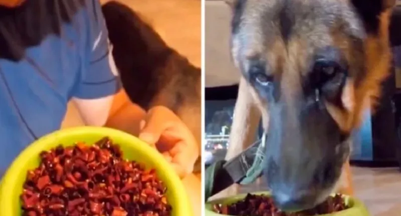  بكاء كلب بعد إجباره على تناول الفلفل الحار ..والهدف حصد الإعجابات! (فيديو)