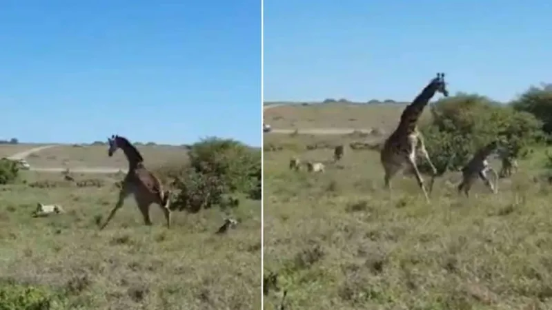 غريزة الأمومة..زرافة تتصدى لقطيع من الفهود لحماية صغيرها (فيديو)