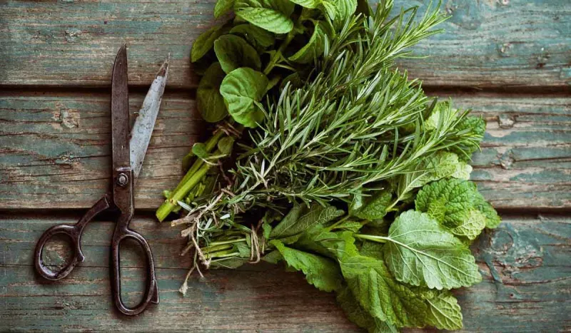 فوائد عشبة المدينة للرجل.. تعالج العقم وتقوي العظام