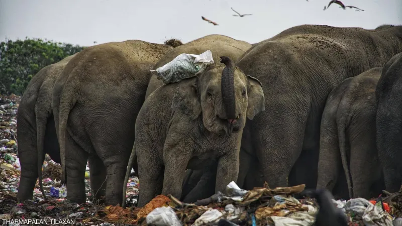 ماذا اكتشف الباحثون في بطون أفيال تأكل من القمامة؟ 