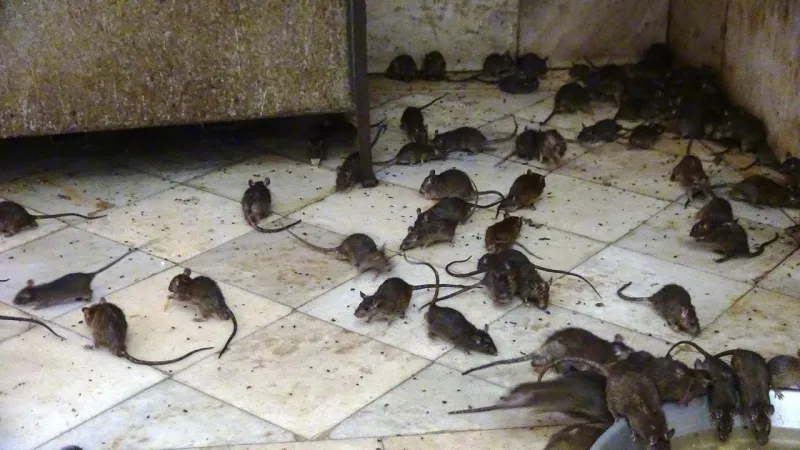 أغرب أماكن سياحية في العالم.. بينها معبد للفئران