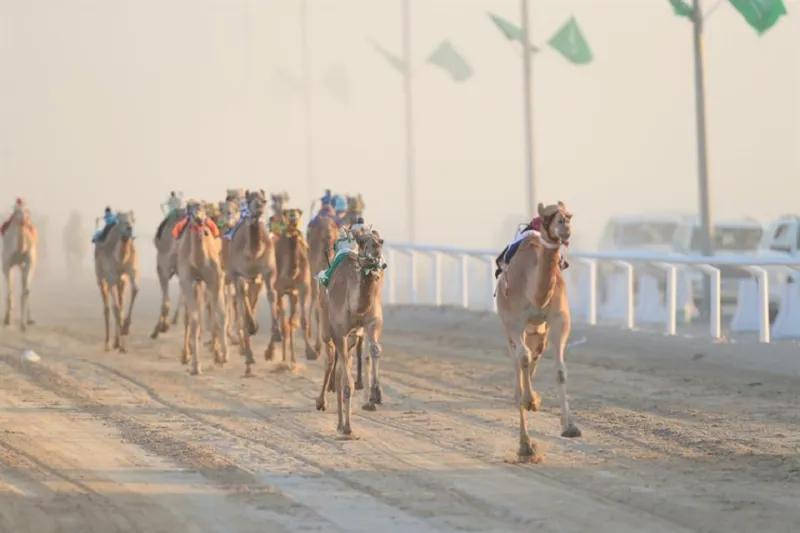 سباق النعيرية يدخل أمريكيا تاريخ الهجن بالسعودية (فيديو)