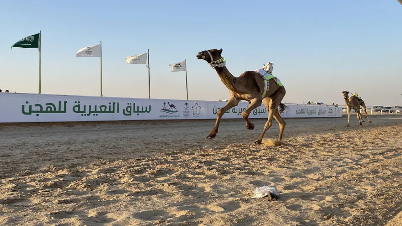 سباق النعيرية يدخل أمريكيا تاريخ الهجن بالسعودية (فيديو)