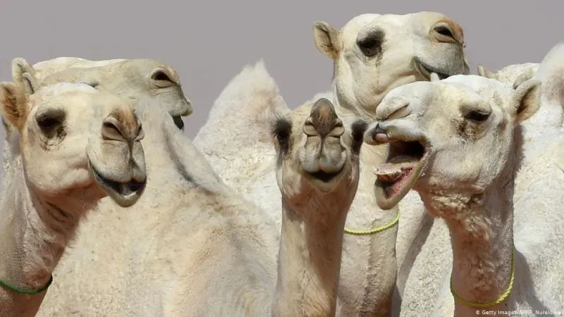 لماذا تمتلك الجمال أسناماً على ظهورها؟