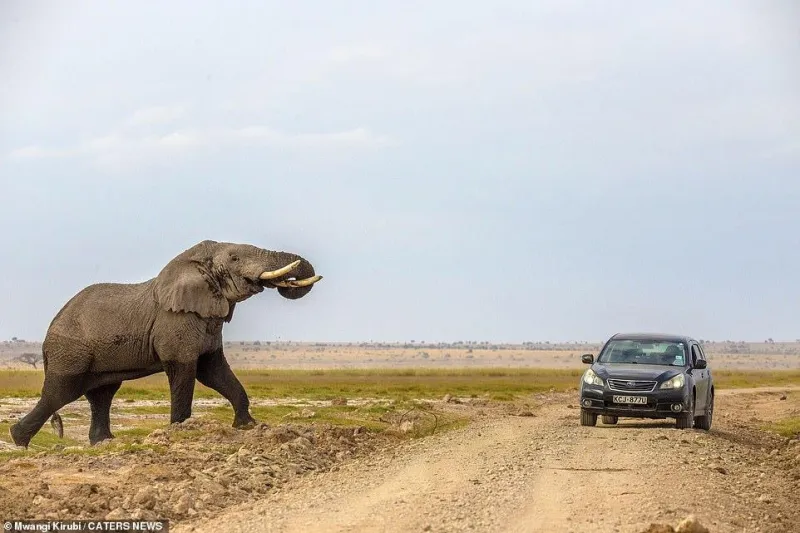 فيل غاضب يطارد سيارة استفزته محاولاً دهسها (فيديو)