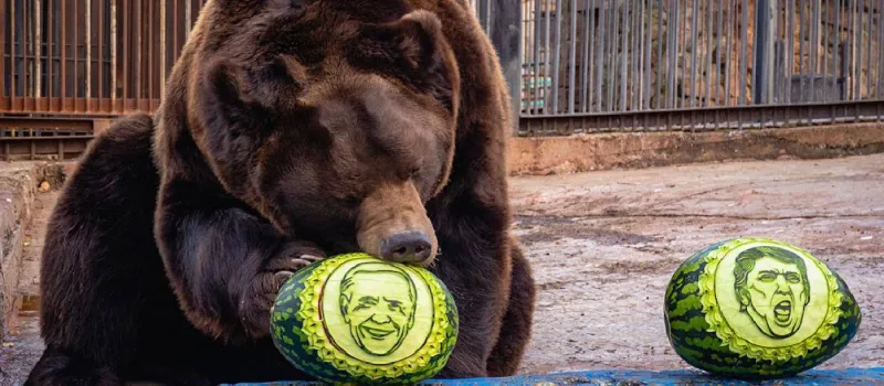 شاهد| الدب السيبيري والنمور تتنبأ بفوز الرئيس القادم لأمريكا