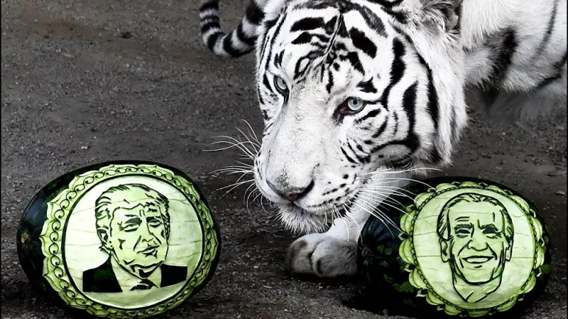 شاهد| الدب السيبيري والنمور تتنبأ بفوز الرئيس القادم لأمريكا