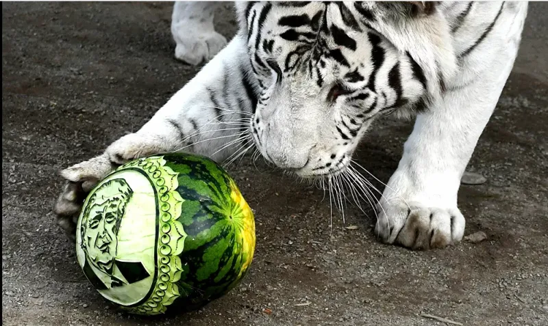 شاهد| الدب السيبيري والنمور تتنبأ بفوز الرئيس القادم لأمريكا