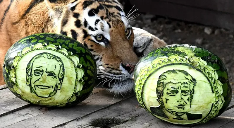 شاهد| الدب السيبيري والنمور تتنبأ بفوز الرئيس القادم لأمريكا