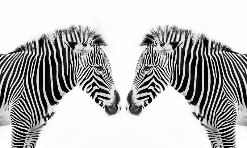 الحمار الوحشي مخطط بالأسود أم بالأبيض؟ ..العلم يجيب