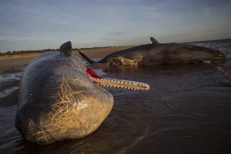 تناثرت أشلاؤه على الجميع.. فيديو مُعدل لتفجير حوت بالديناميت قبل عقود