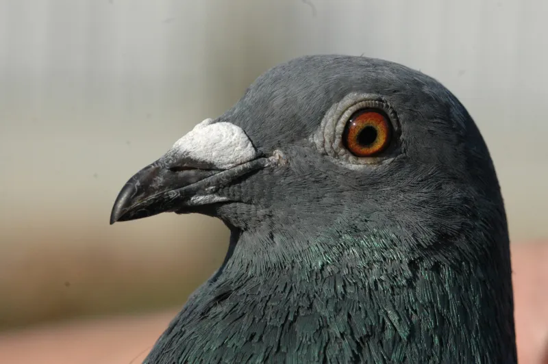 أشعلت المنافسة بين أثرياء إفريقيا والصين.. بيع أغلى حمامة بالعالم بقيمة 1.5 مليون دولار 