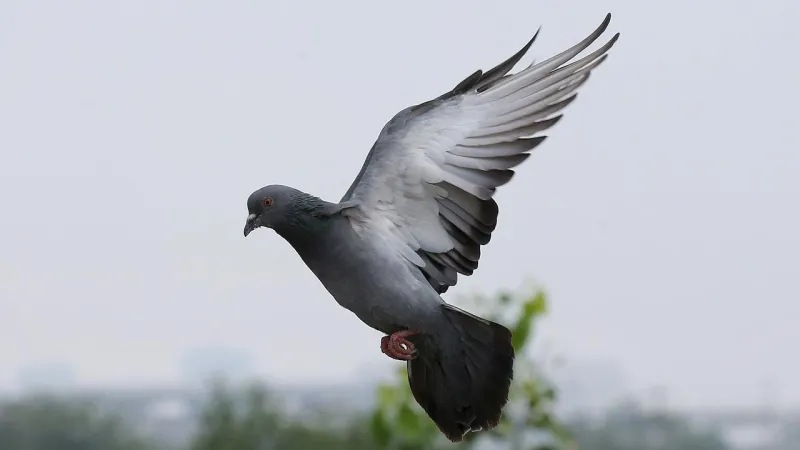 أشعلت المنافسة بين أثرياء إفريقيا والصين.. بيع أغلى حمامة بالعالم بقيمة 1.5 مليون دولار 