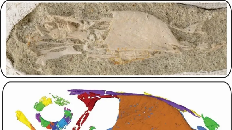 هل تنوعت الطيور قبل ملايين السنين؟ كشف مُذهل يجيب 