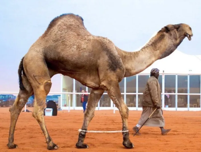 تعرف إلى أغلى جمل في العالم 