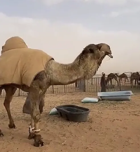 تعرف إلى أغلى جمل في العالم 