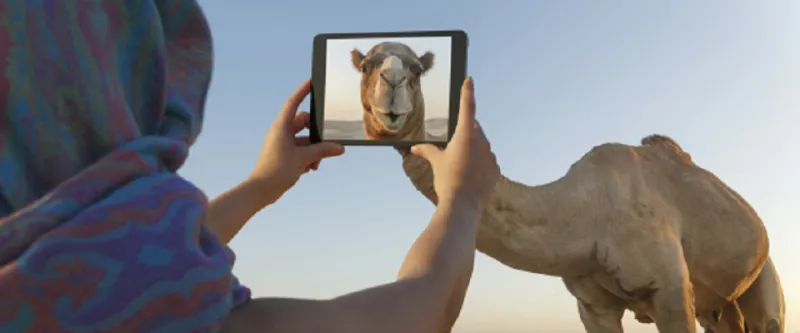 تعرف إلى أغلى جمل في العالم 
