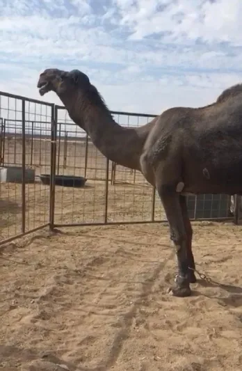 تعرف إلى أغلى جمل في العالم 