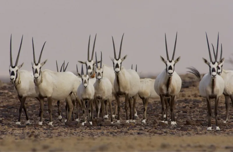 تصل إلى 200 ألف ريال.. غرامات صيد الحيوانات البرية في المملكة