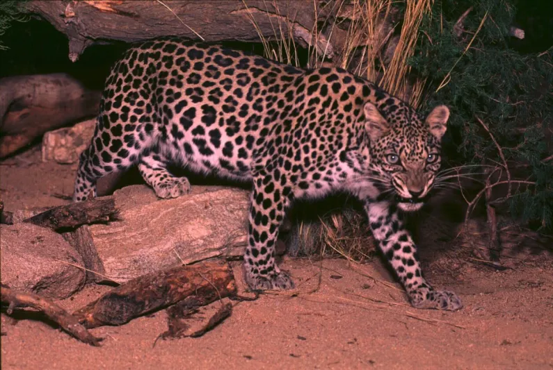 تصل إلى 200 ألف ريال.. غرامات صيد الحيوانات البرية في المملكة