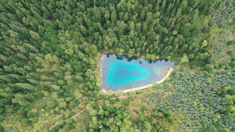 أجمل غابات العالم.. مناظر مذهلة تخطف العقل