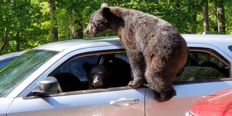 دب يقتحم سيارة بجسده ويدعو أصدقاءه للانضمام!